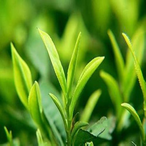  供应信息 农业 植物原药材 > 富含茶多酚绿茶提取物  4年   发货